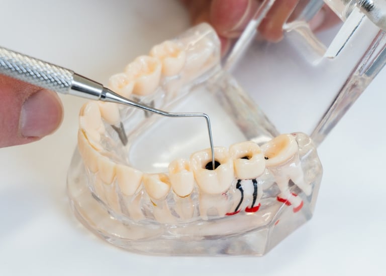 Dentist examining a tooth model with a probe